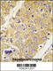 Dystrobrevin Binding Protein 1 antibody, 61-444, ProSci, Immunohistochemistry paraffin image 