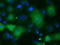 Sterol O-acyltransferase 2 antibody, TA501216, Origene, Immunofluorescence image 