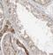 Kinesin Family Member 5C antibody, FNab04568, FineTest, Immunohistochemistry frozen image 