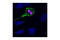 Vimentin antibody, 3877P, Cell Signaling Technology, Immunofluorescence image 