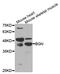 Biglycan antibody, TA332902, Origene, Western Blot image 