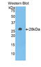 Alpha-1-B glycoprotein antibody, LS-C301433, Lifespan Biosciences, Western Blot image 