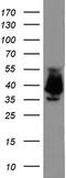 CD326 / EpCAM antibody, UM500097CF, Origene, Western Blot image 