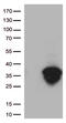 BCL2 antibody, TA806589S, Origene, Western Blot image 
