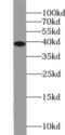 NF-kappa-B inhibitor alpha antibody, FNab04197, FineTest, Western Blot image 