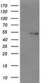 Non-POU Domain Containing Octamer Binding antibody, TA504776S, Origene, Western Blot image 
