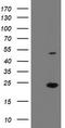 Eukaryotic Translation Initiation Factor 5A2 antibody, TA505100BM, Origene, Western Blot image 