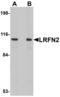 Leucine Rich Repeat And Fibronectin Type III Domain Containing 2 antibody, MBS151564, MyBioSource, Western Blot image 