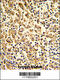 Exportin For TRNA antibody, 63-074, ProSci, Immunohistochemistry paraffin image 
