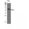 TATA box-binding protein-like protein 2 antibody, LS-C386328, Lifespan Biosciences, Western Blot image 