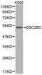 Cell Division Cycle 25C antibody, LS-C192727, Lifespan Biosciences, Western Blot image 