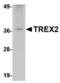 Three prime repair exonuclease 2 antibody, TA306703, Origene, Western Blot image 