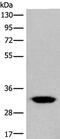 Calcium Voltage-Gated Channel Auxiliary Subunit Gamma 3 antibody, PA5-68376, Invitrogen Antibodies, Western Blot image 
