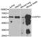 Hrb antibody, LS-C334618, Lifespan Biosciences, Western Blot image 