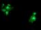 Diamine acetyltransferase 2 antibody, NBP2-01998, Novus Biologicals, Immunofluorescence image 