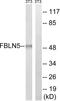 Fibulin 5 antibody, LS-C119973, Lifespan Biosciences, Western Blot image 