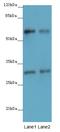 Dpc4 antibody, A64766-100, Epigentek, Western Blot image 