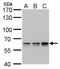 Pre-MRNA Processing Factor 31 antibody, GTX117081, GeneTex, Western Blot image 