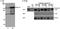 BAF Chromatin Remodeling Complex Subunit BCL11B antibody, A300-384A, Bethyl Labs, Western Blot image 
