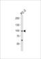 SREBF Chaperone antibody, LS-B9086, Lifespan Biosciences, Western Blot image 