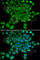 Neural Precursor Cell Expressed, Developmentally Down-Regulated 9 antibody, A2521, ABclonal Technology, Immunofluorescence image 