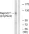 Rap Guanine Nucleotide Exchange Factor 1 antibody, LS-C199518, Lifespan Biosciences, Western Blot image 