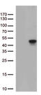 Phosphotriesterase Related antibody, M08763, Boster Biological Technology, Western Blot image 
