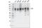 Programmed Cell Death 6 Interacting Protein antibody, 92880S, Cell Signaling Technology, Western Blot image 