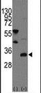 FRAT Regulator Of WNT Signaling Pathway 1 antibody, PA5-11490, Invitrogen Antibodies, Western Blot image 