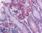 Protein NLRC3 antibody, LS-B5326, Lifespan Biosciences, Immunohistochemistry paraffin image 