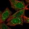 Caseinolytic Mitochondrial Matrix Peptidase Chaperone Subunit antibody, HPA048199, Atlas Antibodies, Immunocytochemistry image 