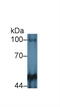 Protein Tyrosine Phosphatase Receptor Type M antibody, MBS2012995, MyBioSource, Western Blot image 