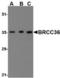 BRCA1/BRCA2-Containing Complex Subunit 3 antibody, TA306473, Origene, Western Blot image 