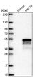 MAK16 Homolog antibody, NBP2-47309, Novus Biologicals, Western Blot image 