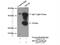 Signal Peptidase Complex Subunit 2 antibody, 14872-1-AP, Proteintech Group, Immunoprecipitation image 