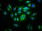 CD99 antigen-like protein 2 antibody, orb417315, Biorbyt, Immunofluorescence image 