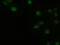 Homeobox protein goosecoid antibody, GTX84409, GeneTex, Immunofluorescence image 