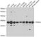 Proteasome Subunit Alpha 1 antibody, 18-687, ProSci, Western Blot image 