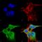 Fibroblast Growth Factor 13 antibody, SMC-448D-P594, StressMarq, Immunocytochemistry image 