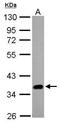SRY-Box 2 antibody, GTX101506, GeneTex, Western Blot image 