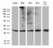 Mediator Complex Subunit 19 antibody, M08777-1, Boster Biological Technology, Western Blot image 