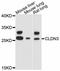 Claudin 3 antibody, A11650, ABclonal Technology, Western Blot image 