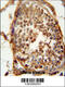 DnaJ Heat Shock Protein Family (Hsp40) Member B13 antibody, 55-488, ProSci, Immunohistochemistry paraffin image 