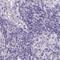 Pappalysin-2 antibody, NBP1-87339, Novus Biologicals, Immunohistochemistry paraffin image 