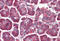 Sn1-specific diacylglycerol lipase alpha antibody, MBS242661, MyBioSource, Immunohistochemistry frozen image 