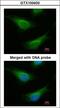FA Complementation Group C antibody, LS-B4086, Lifespan Biosciences, Immunofluorescence image 