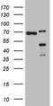 Homeobox protein Nkx-2.1 antibody, TA808478S, Origene, Western Blot image 