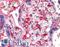 Platelet Factor 4 antibody, LS-B2774, Lifespan Biosciences, Immunohistochemistry frozen image 