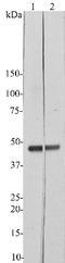2 ,3 -cyclic-nucleotide 3 -phosphodiesterase antibody, NBP2-50044, Novus Biologicals, Western Blot image 