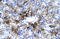 Protein Inhibitor Of Activated STAT 3 antibody, ARP32762_T100, Aviva Systems Biology, Immunohistochemistry frozen image 